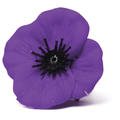 Material Purple Poppy Badge